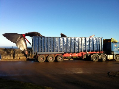 1512187_10152543420568242_1395961105_o.jpg (278.61 KiB) Viewed 5347 times 1512187_10152543420568242_1395961105_o.jpg